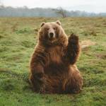 Rabih Safi Profile Picture