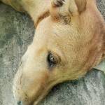 Legend Franco Profile Picture